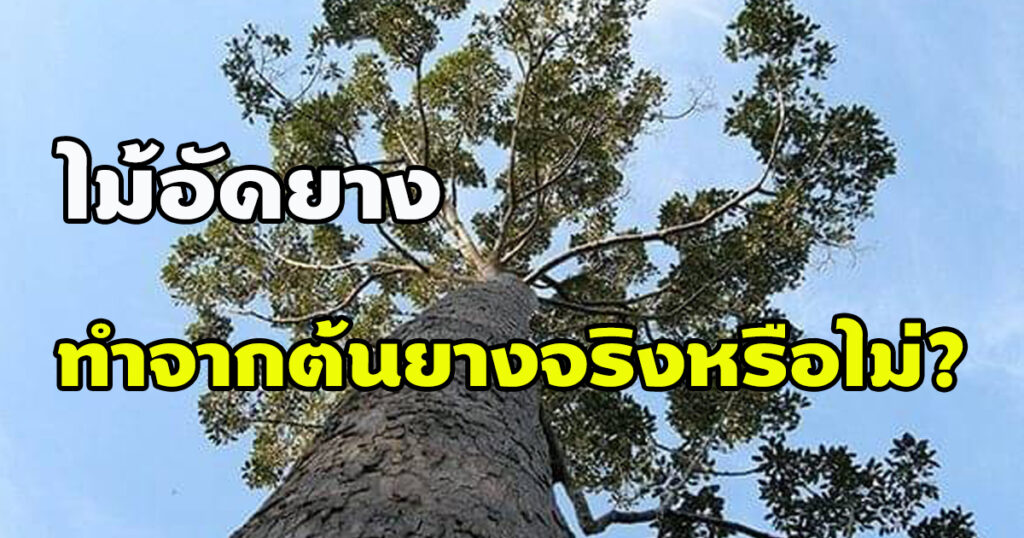 ไม้อัดยาง